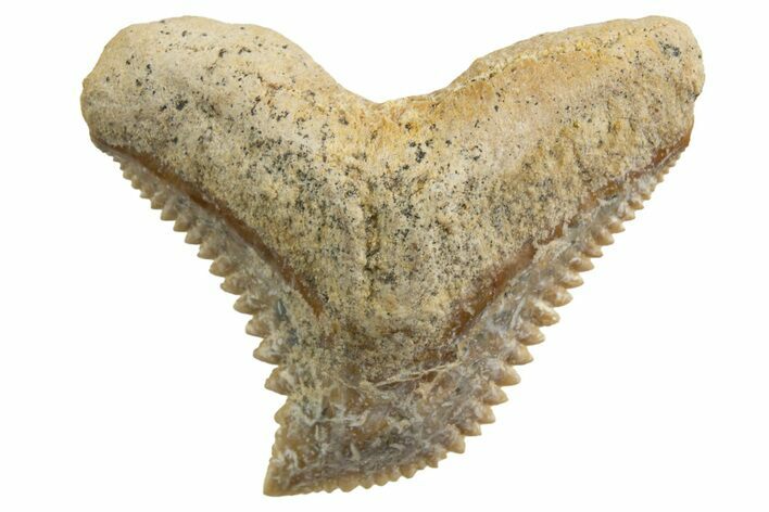 Tiger Shark (Galeocerdo Eaglesomi) Tooth - Dakhla, Morocco #327065